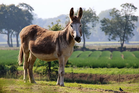 donkey, ass, animal, mule, farm, domestic, wildlife