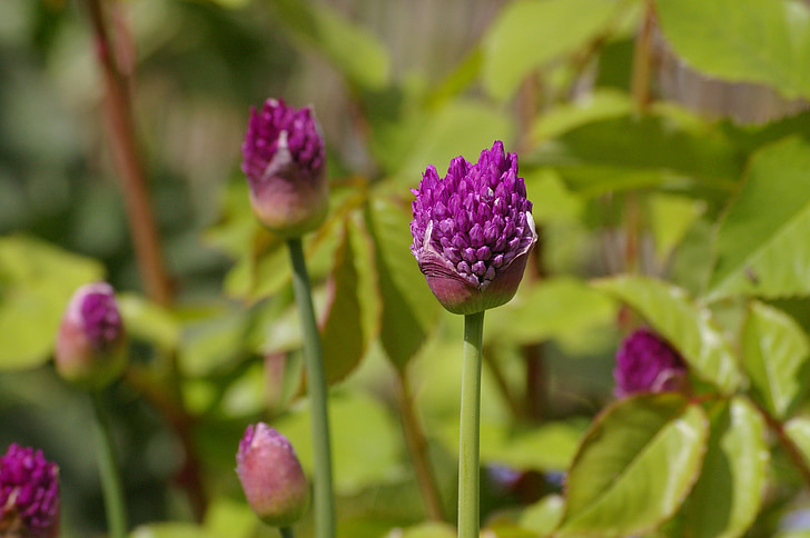 cebolla ornamental, bolas de flores, Bud, púrpura, violeta, flor, floración