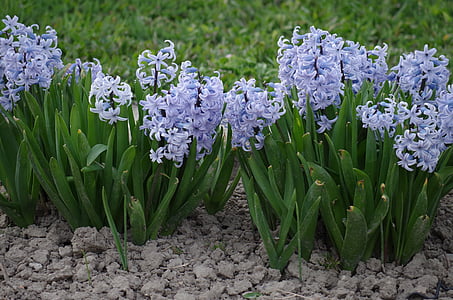 hyacint, blomma, våren, lila, blå