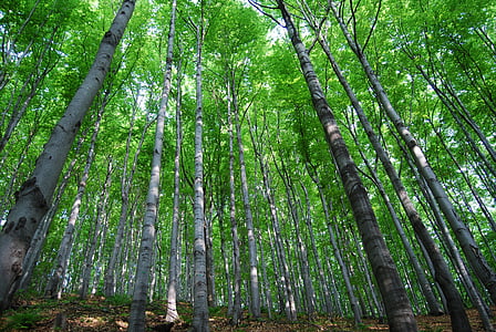strom, Les, Příroda, listoví, zelená, zelená barva, Krása v přírodě