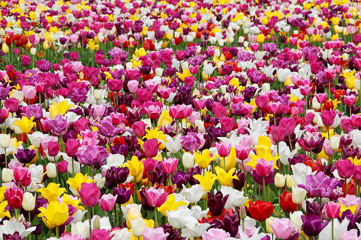 tulips, tulip field, tulpenbluete, tulip fields, field of flowers, colorful, holland