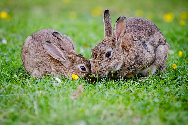 Conigli europei, coniglietti, erba, fauna selvatica, natura, mammiferi, pelliccia