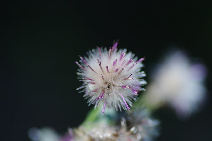 thistle, nature, detail