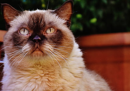 γάτα, Βρεταννόs στενογραφία, καθαρόαιμο, γούνα, καφέ, μπεζ, μπλε μάτια