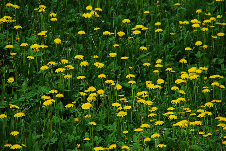 Sonchus oleraceus, pitypang, rét, tavaszi, virágok, természet, sárga