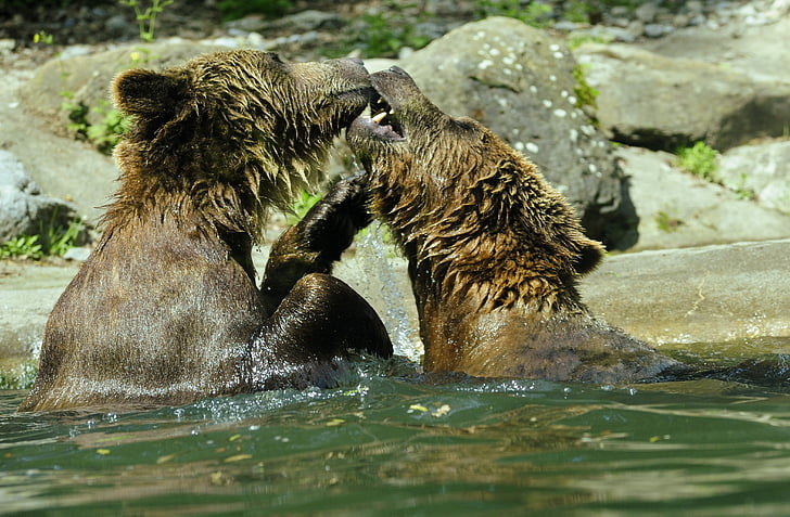 Bjørn, brun bjørn, Ursus arctos, vand, Zoo, sprøjt, indsprøjtes