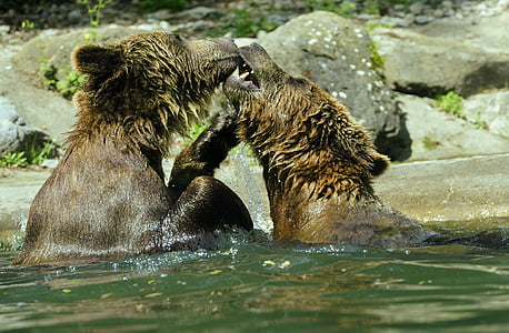 bear, brown bear, ursus arctos, water, zoo, splashing, inject