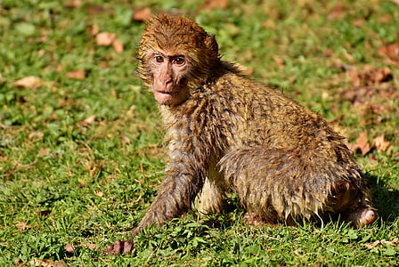 바바리 원숭이, 멸종 위기, 세로, 귀여운, 원숭이 산 살 렘, 동물, 야생 동물