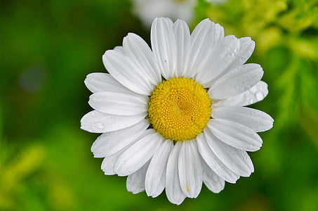 Daisy, kwiat, Natura, wiosna, roślina, kwiat, Latem