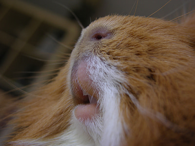 guinea pig, close, cavy teeth, cute, nose, tooth, fur