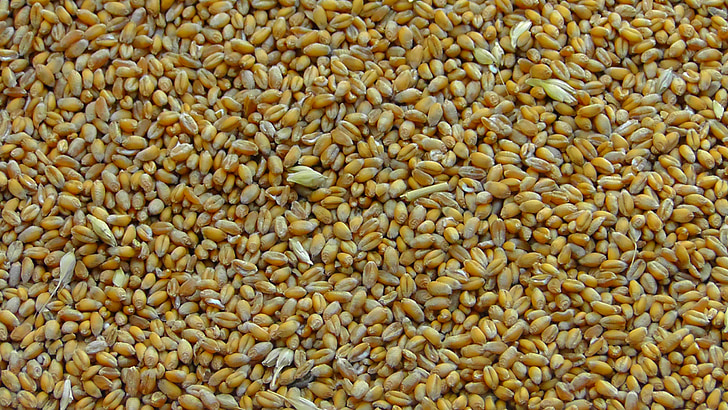 cereales, granos de cereales, trigo, cosecha, madura, cerrar, alimentos