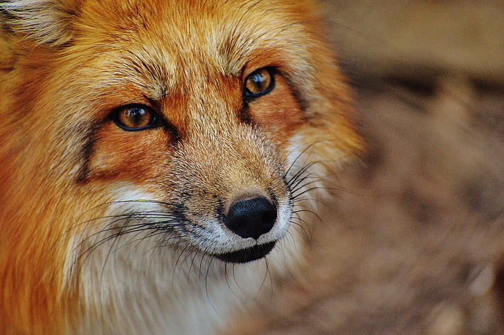 Fuchs, Wildpark poing, dier, wildlife fotografie, natuur, dierenwereld, dierlijke portret