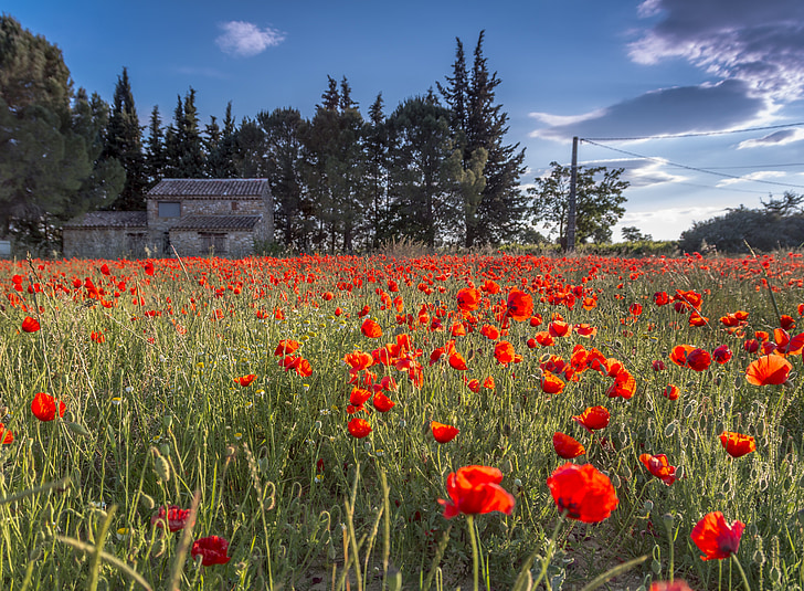 ferme, tulipes sauvages, Languedoc, coquelicot, domaine, Meadow, rouge