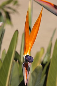 caudata, orange, bird of paradise flower, strelicia, strelitziaceae, exotic