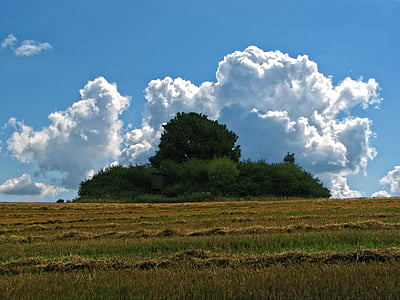 campo, cielo, nubes, Bush, árbol, naturaleza, verano