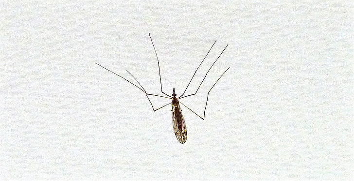 hmyz, jako Stary klasicky mobil, hmyz, křídlo, nohy, Fly, Pestřenky