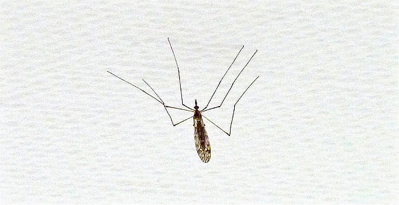 insetos, kerfe, inseto, asa, pernas, voar, Hoverfly