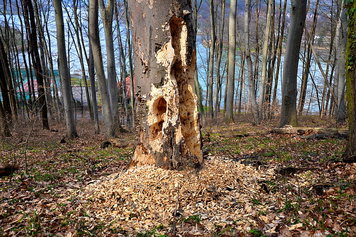 Les, Příroda, faodú