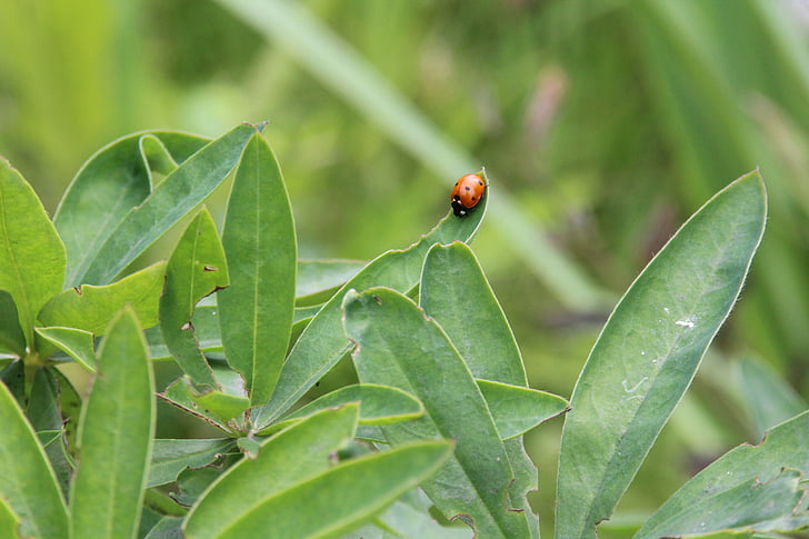 ladybug, plant, nature, beetle, insect, flower, fauna