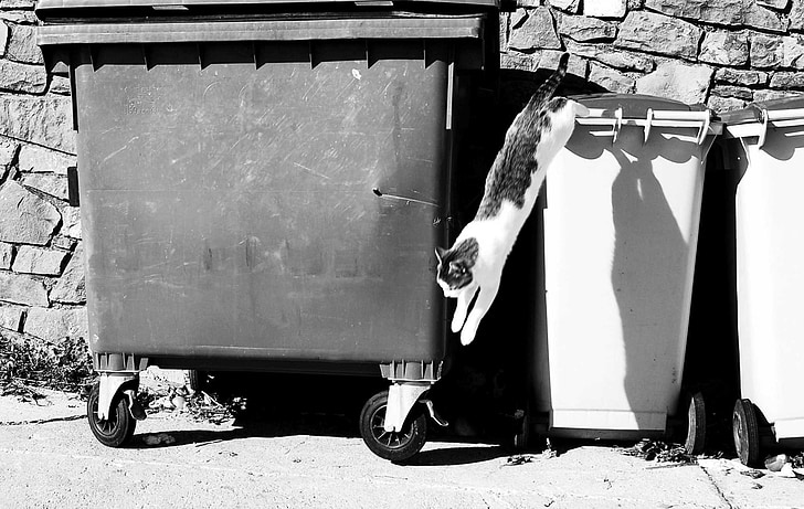 trash, cat, wastes, black and white, container, containers, recycling