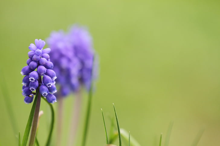 muscari, muscari armeniacum, 아르메니아 traubenhyazinthe, 꽃, 블 룸, 봄, 블루