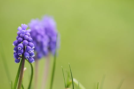 Muscari, Muscari armeniacum, tiếng Armenia traubenhyazinthe, Hoa, nở hoa, mùa xuân, màu xanh