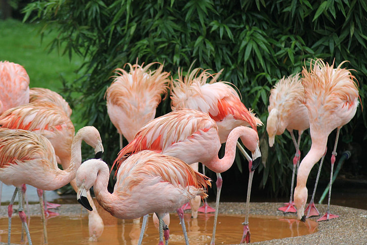 bird, flamingo, animal, pink, water bird, feather, plumage