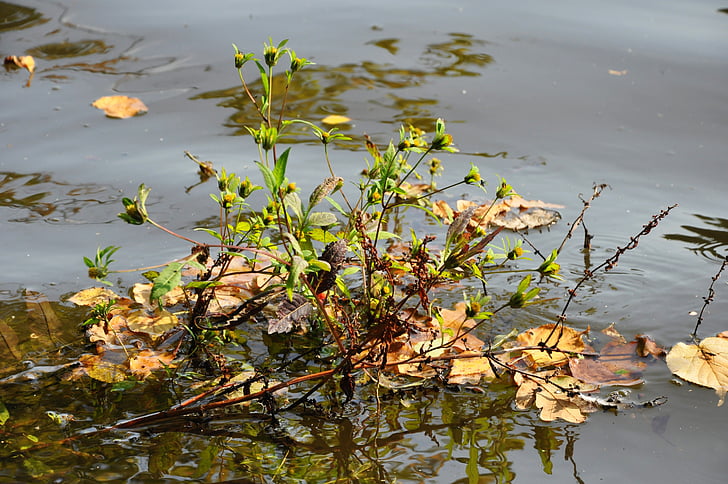 plants, foliage, lagoon, forest, nature, water
