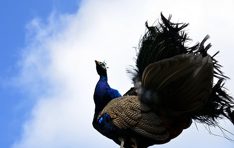 peacock, galliformes, pavo cristatus, bird, ornamental birds, plumage, pheasant-like