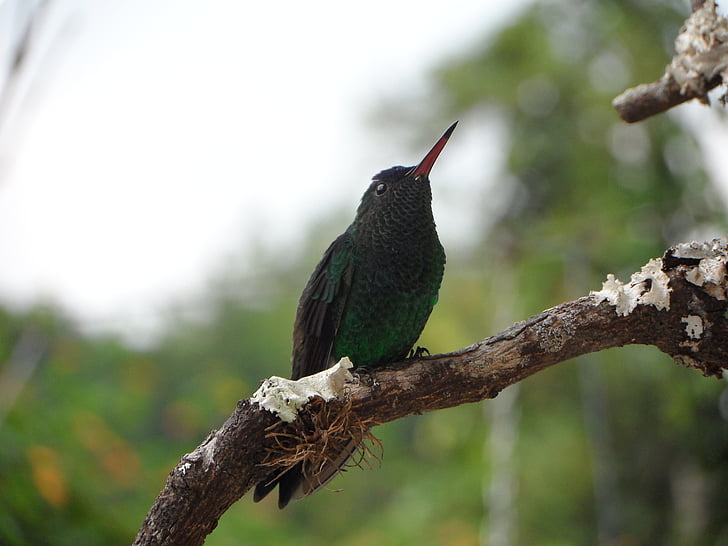 Hummingbird, Ave, Taman bulu, puncak, fauna, Kolombia, burung