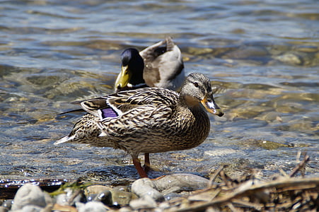 ducks, mallards, birds, duck bird, water bird, aquatic animal, animal