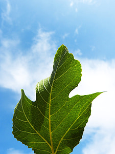 Leaf, Fig tree, Sky, bakgrundsbelysning, naturliga geometri