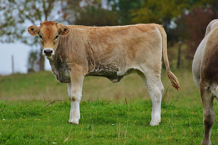 mucche, Allgäu, carina, ruminante, bovini da latte, pascolo, animale