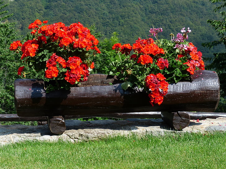 blommor, röd, Orange, balkong växt, container växt, ädla pelargonium, engelska pelargoner