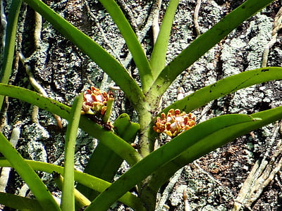 acampe praemorsa, Orquídea, las epífitas, salvaje, bosque, ghats occidentales, Karnataka
