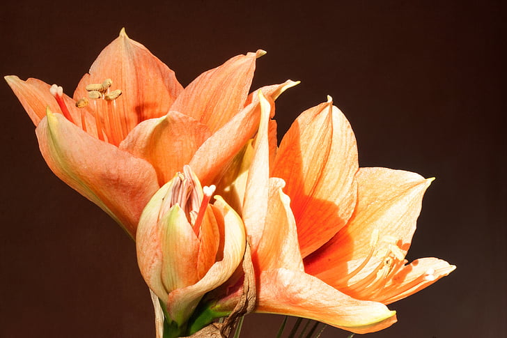 Amaryllis, zalm, Oranje, inschrijving, bloem, plant, plantkunde