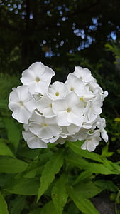 white garden phlox, flower, flowering time, white, nature, 5 petals