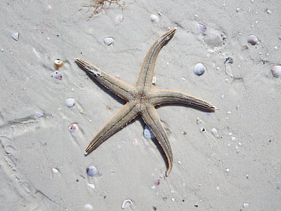 estrella de mar, Océano, mar, agua, tropical, Playa, naturaleza