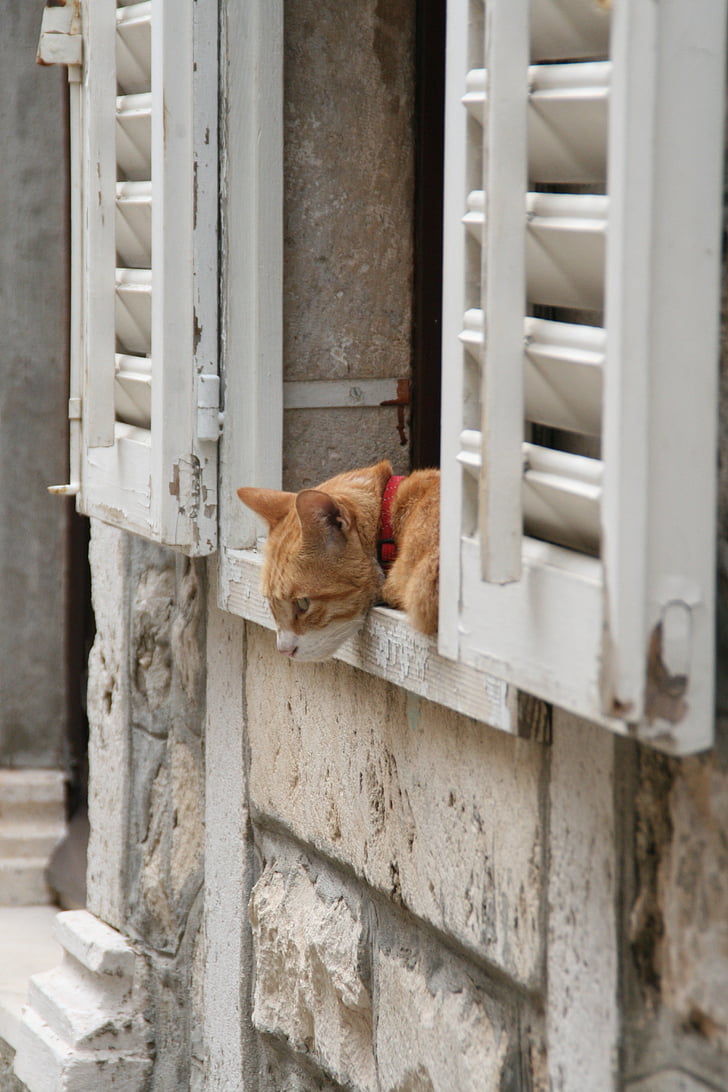 mačka, okno, Zvedavosť, červená kožušina, lenivý, spí, Domáce zvieratá