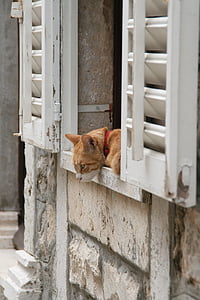 kočka, okno, zvědavost, červená kožešiny, líný, spící, Domácí zvířata