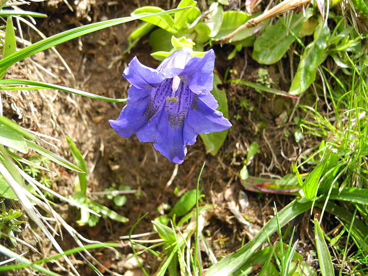 Alpine blomsten, blå gentian, fjellet blomst