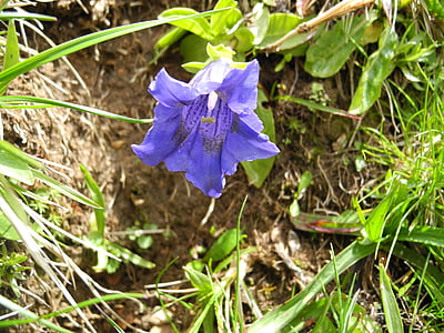 Alpių gėlė, mėlyna gencijono, kalnų gėlių