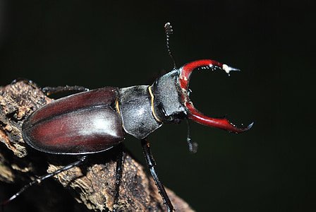 Stag beetle, Scarabeo, insetto, bug