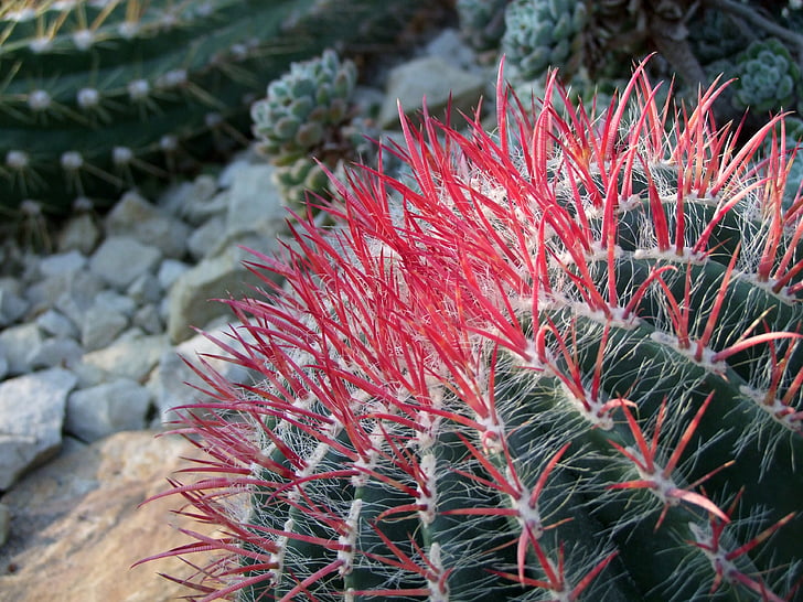 kaktus, Cactaceae, kaktus skleníkových, pichľavé, Zelená, červená, Príroda
