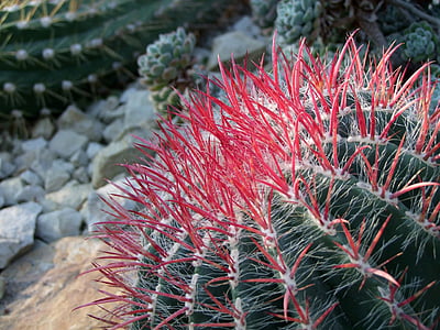 kaktusz, Cactaceae, kaktusz üvegházhatású, tüskés, zöld, piros, természet