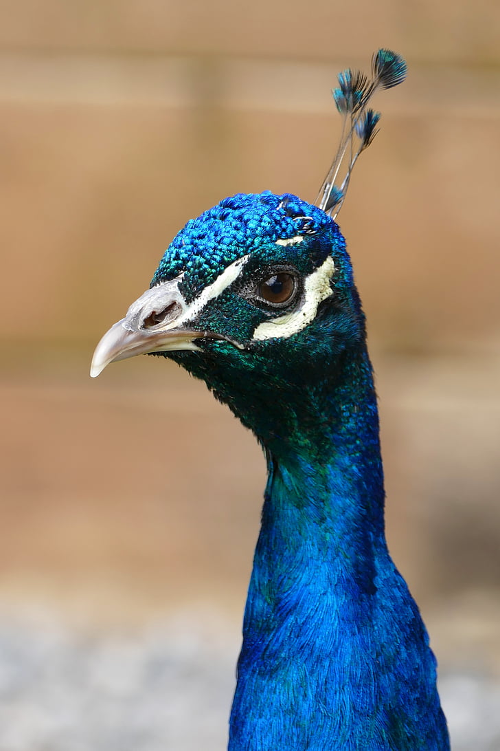 peacock, bird, feather, pattern, nature, animal, tail