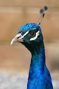 Peacock, vogel, veer, patroon, natuur, dier, staart