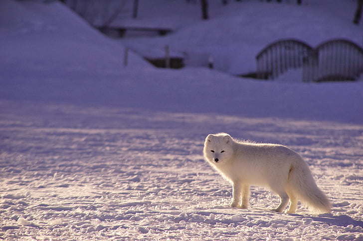 žavinga, gyvūnų, gyvūnų fotografija, Arktinė lapė, užtamsinti, Canidae, šunų