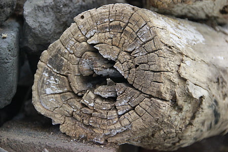 bois mort, tronc, bague, fissure, Deadwood, arbres, nature