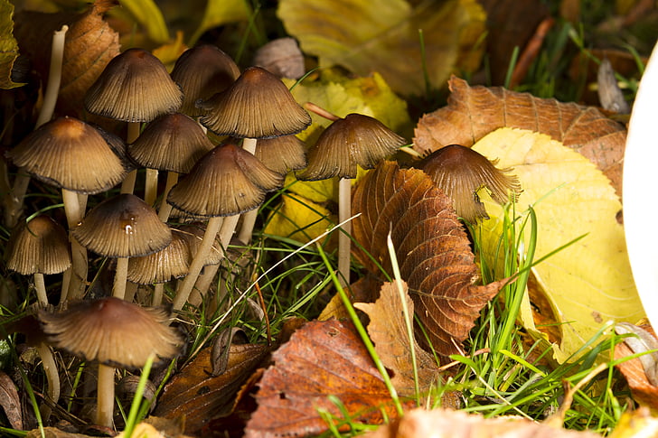mushrooms, nature, spores, forest, autumn, plant, leaves